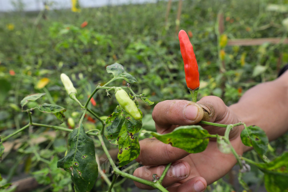  Kemendag Pastikan Stok Komoditas Cabai Aman Untuk Kebutuhan Nataru