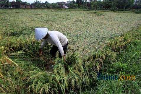 Salah satu desa binaan BSI di Desa Purwabakti, Kabupaten Bogor, Jawa Barat diharapkan menjadi desa sentra padi untuk wilayah sekitarnya.