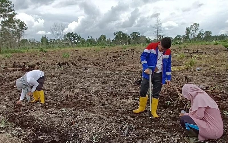  Kilang Pertamina Dumai Gandeng BPTP Riau Dorong Budi Daya Sorgum di Lahan Gambut