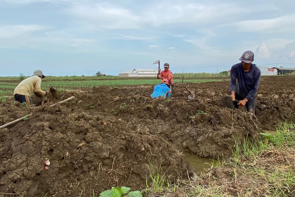  Nestapa Petani Garam di Cirebon, Terpaksa Alih Tanam Bawang karena Cuaca Buruk