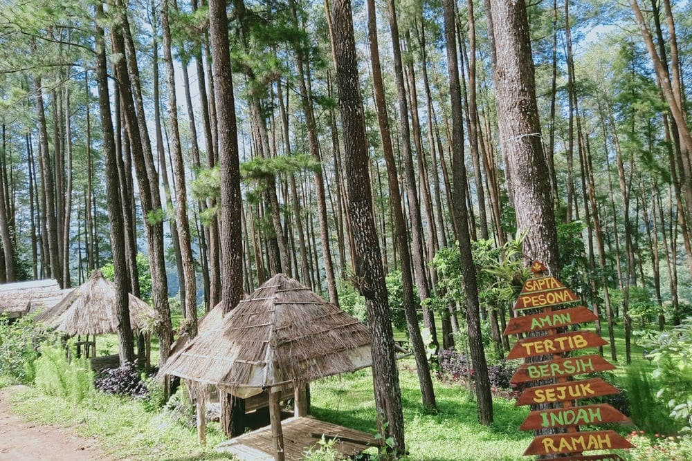 10 Rekomendasi Wisata Madiun, Cocok Untuk Liburan Akhir Tahun - Dok. Hutan Pinus Nongko Ijo