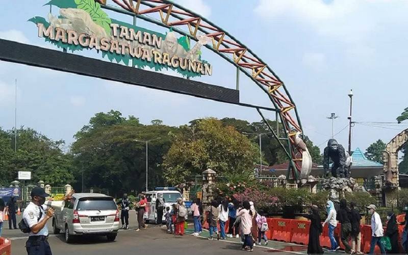  Spesial Natal, Ada Atraksi Gorila di Taman Margasatwa Ragunan Jakarta