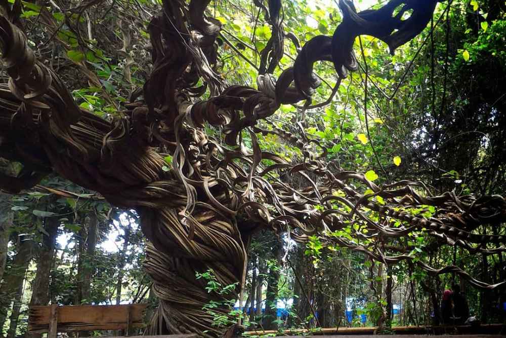 Wisata Lamongan Pohon Trinil/Instagram