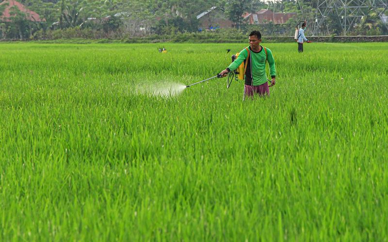  Produksi Padi 2022 di Sumbar Capai 1,42 Juta Ton