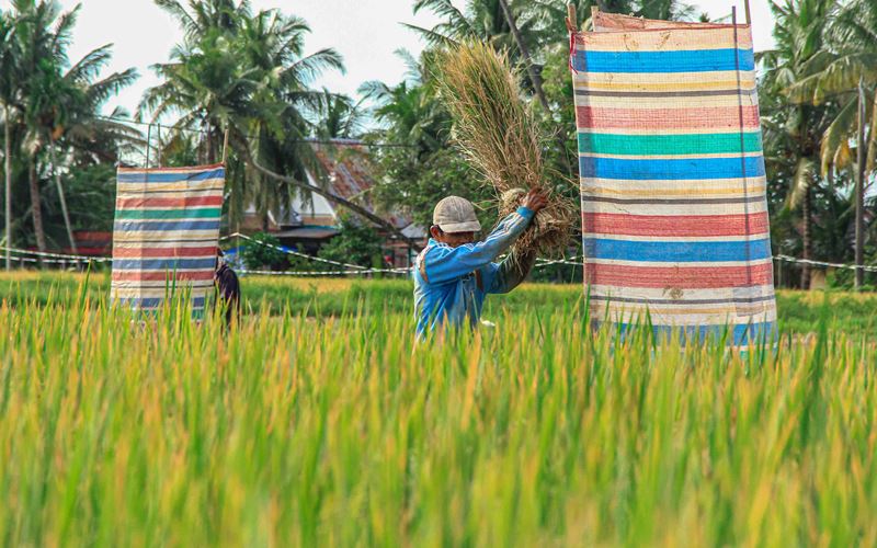  Sumbar Optimistis Produksi Padi 2023 sebanyak 1,5 Juta Ton
