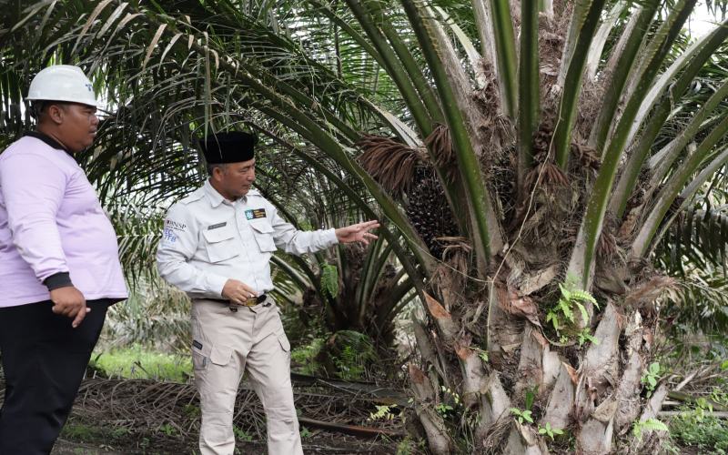  Muba Siapkan Lahan 30 Ha untuk Pabrik Minyak Goreng