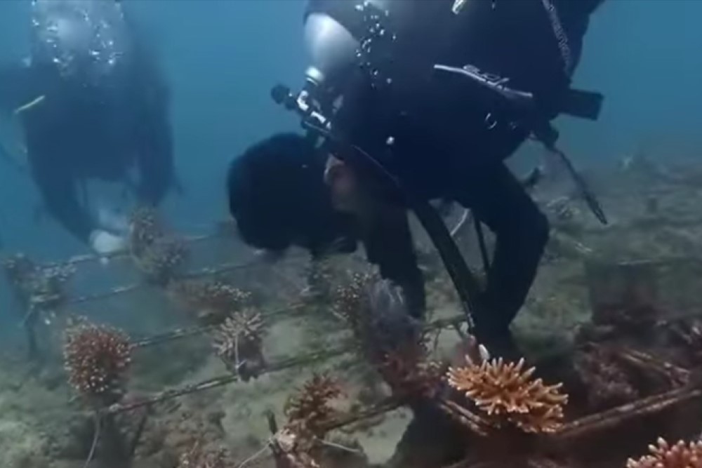  Menjaga Tarian Karang dari Tepian Sungai Pinang