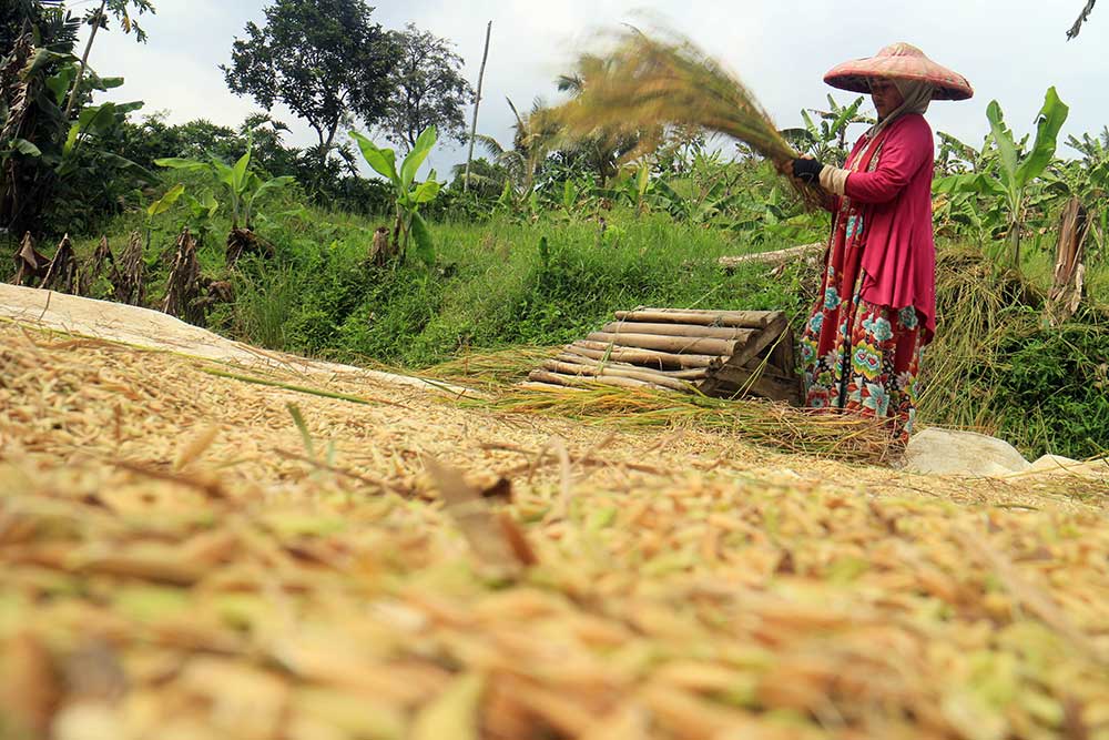 Petani memisahkan padi dari tangkainya secara tradisional./Antara-Yulius Satria Wijaya