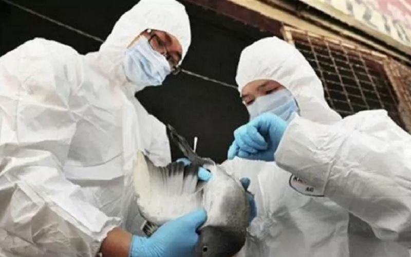  Fakta-fakta Flu Burung, Virus Mematikan yang Menyerang Jepang