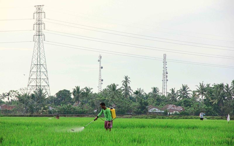  Menutup Tahun 2022, NTP Sumbar Malah Turun