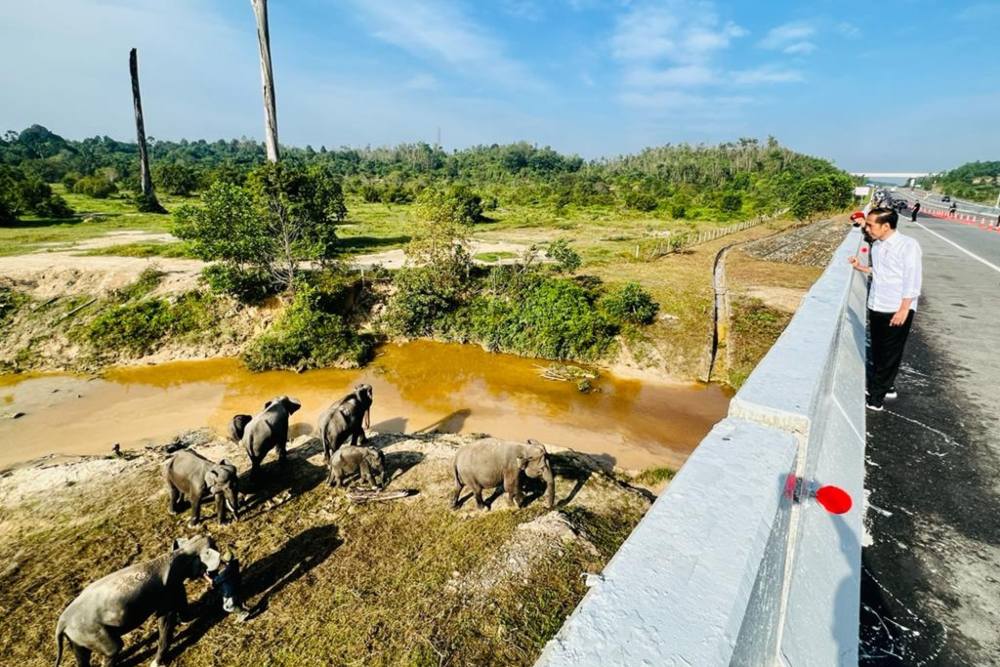  Senang Lihat Gajah, Jokowi Minta Pembangunan Infrastruktur Harus Ramah Lingkungan