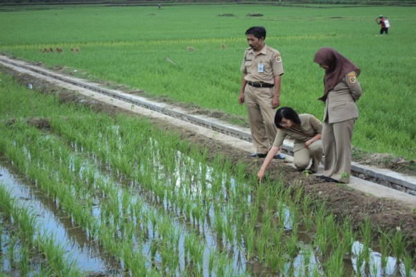  Jumlahnya Belum Ideal, Masih Ada Penyuluh Pertanian di Purwakarta Pegang Lima Desa