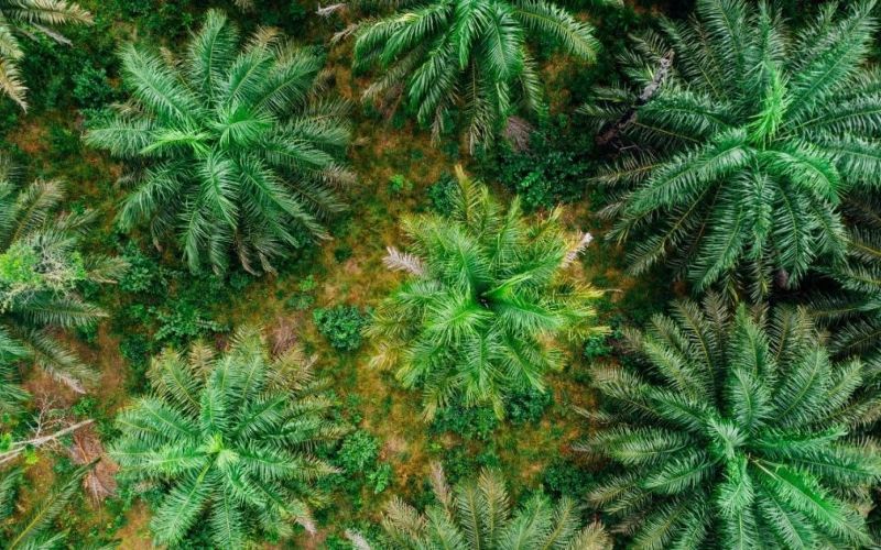 Data Satelit Ungkap Deforestasi Akibat Kebun Kelapa Sawit Berkurang pada 2022