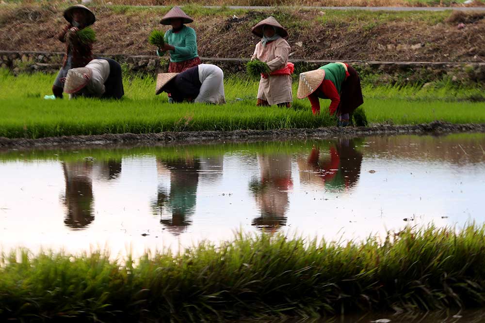  Kementan Berupaya Tingkatkan Program Penguatan Pangan