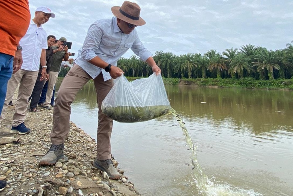  Tingkatkan Kelestarian Sungai Riau, PTPN V Sebar Ratusan Ribu Benih Ikan