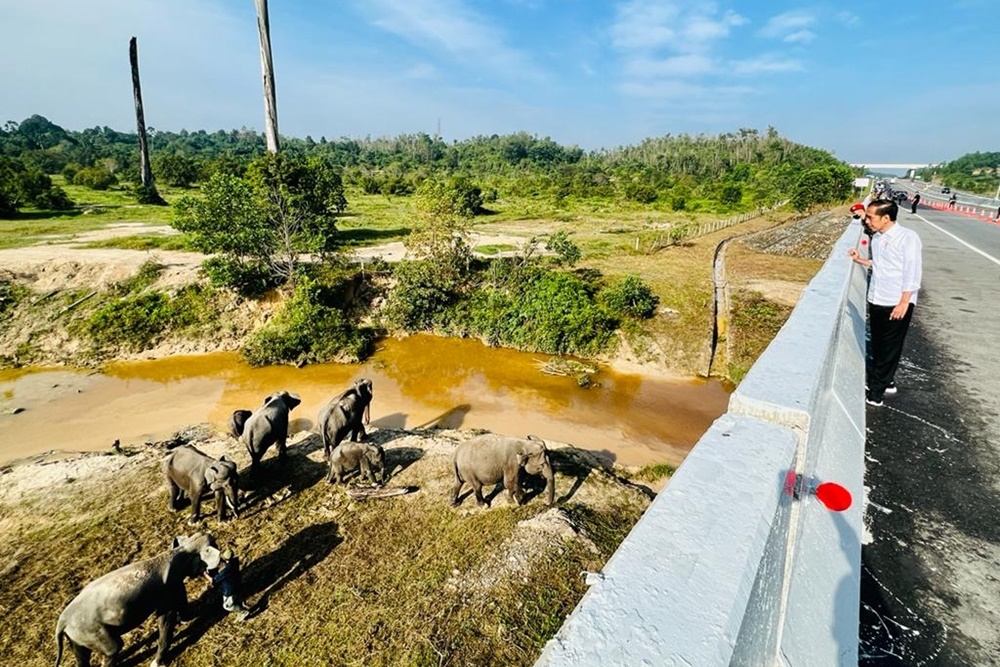 Presiden Jokowi sedang memantau gajah yang sedang melintas di bawah ruas tol./Ist