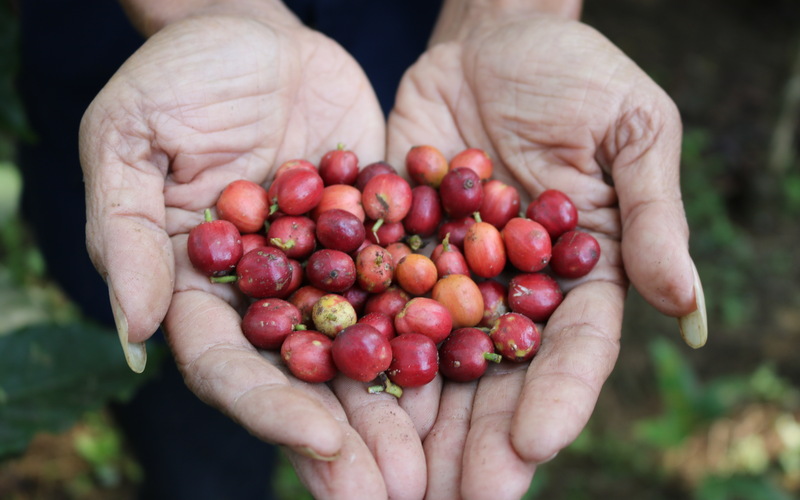  Peluang Hilirisasi Industri dan Pengembangan Kopi di Jawa Tengah