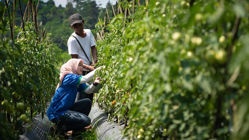  Krisis Iklim Memburuk, GREENS Ciptakan Sistem Pertanian Canggih Pertama di Indonesia