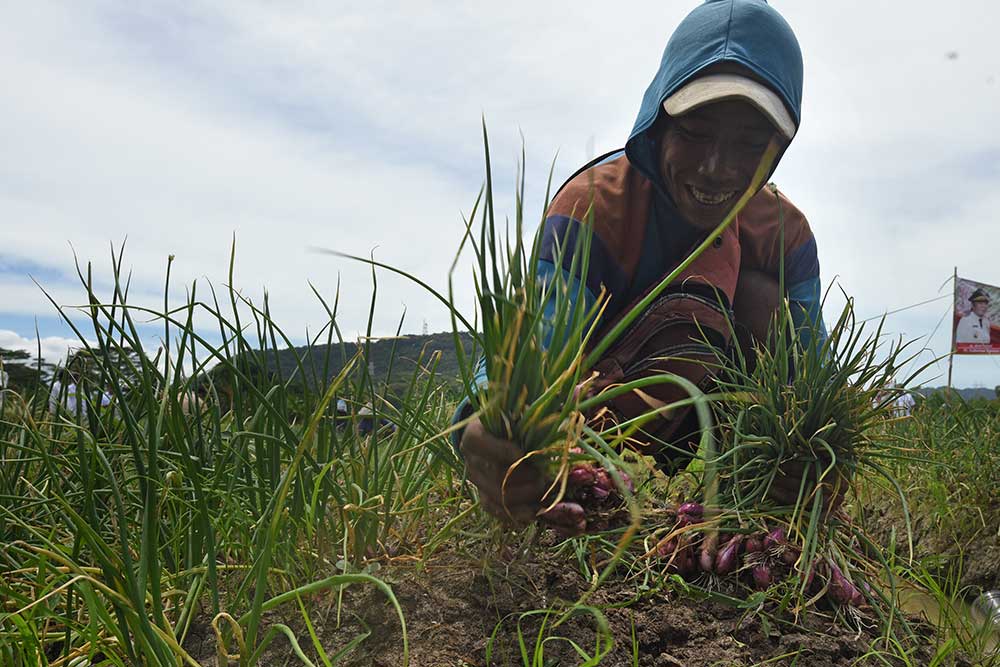  Kementan Dorong Petani Daerah Untuk Mengembangkan Budi Daya Bawang Merah