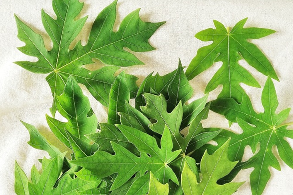  Ini 7 Manfaat Daun Pepaya Bagi Kesehatan, Bisa Jadi Obat Kanker