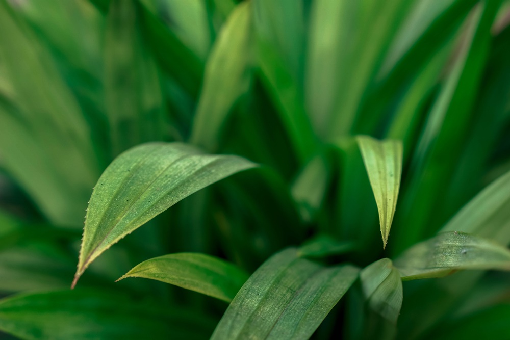 11 Manfaat Daun Pandan untuk Kesehatan yang Jarang Diketahui - Pixabay