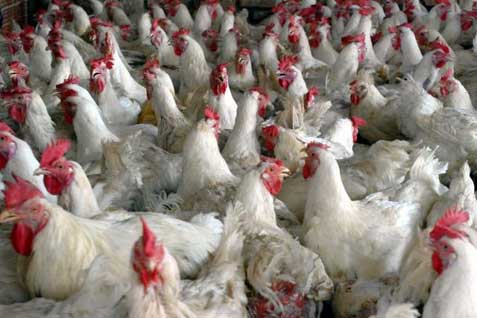  10 Daerah Penghasil Ayam Broiler Tertinggi di Jawa Tengah