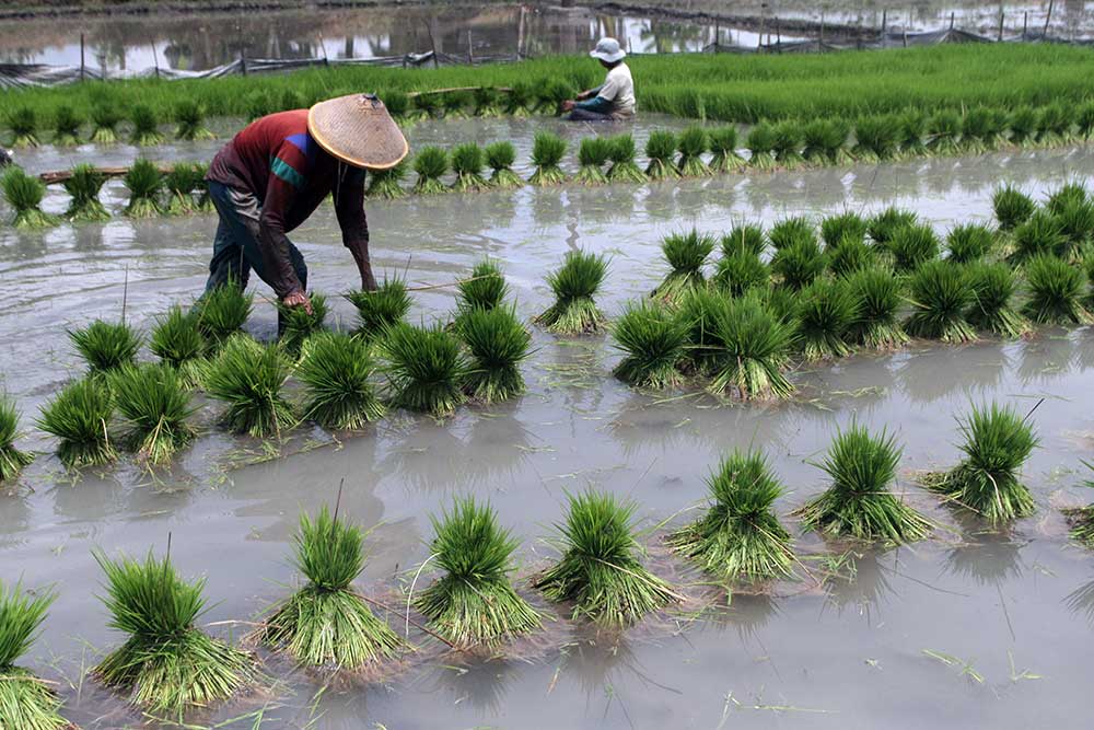  Kementan Targetkan Produksi Padi Pada 2023 Mencapai 54,5 Juta Ton