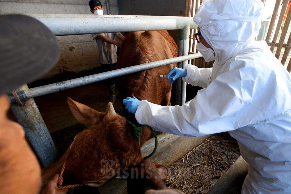 Vaksin untuk pencegahan penyakit mulut dan kuku (PMK) di kandang peternakan sapi./Bisnis-Rachman