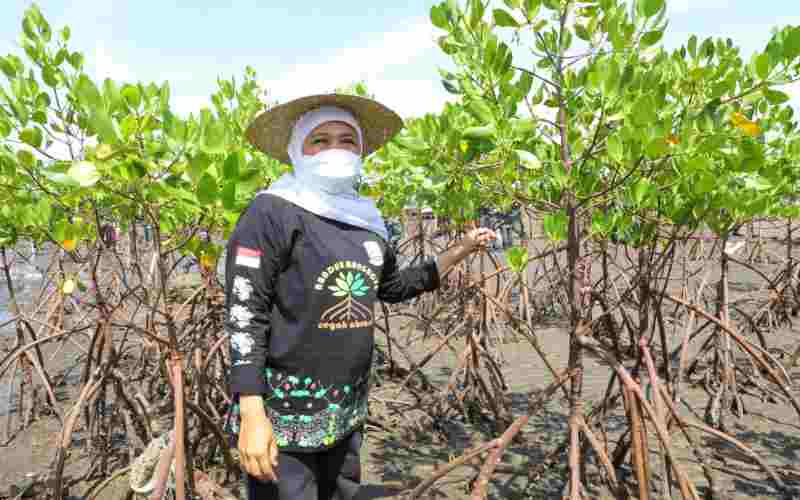 Luas Hutan Mangrove Jatim Capai 27.221 Ha, Tahun Ini Bakal Diperluas