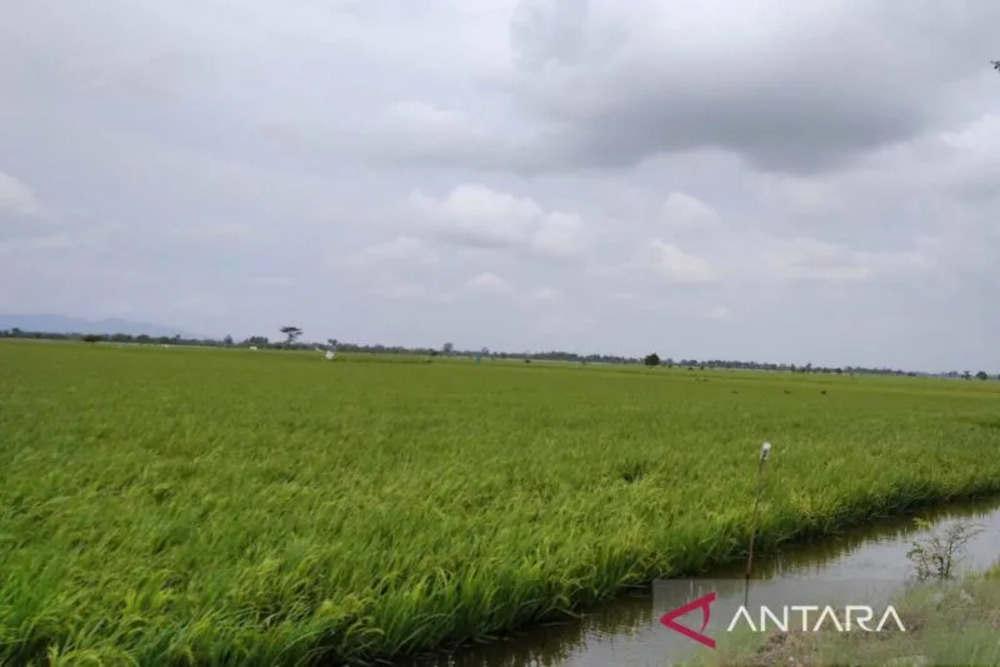 Lahan tanaman padi petani terendam banjir beberapa waktu lalu./Antara-Akhmad Nazaruddin Lathif.