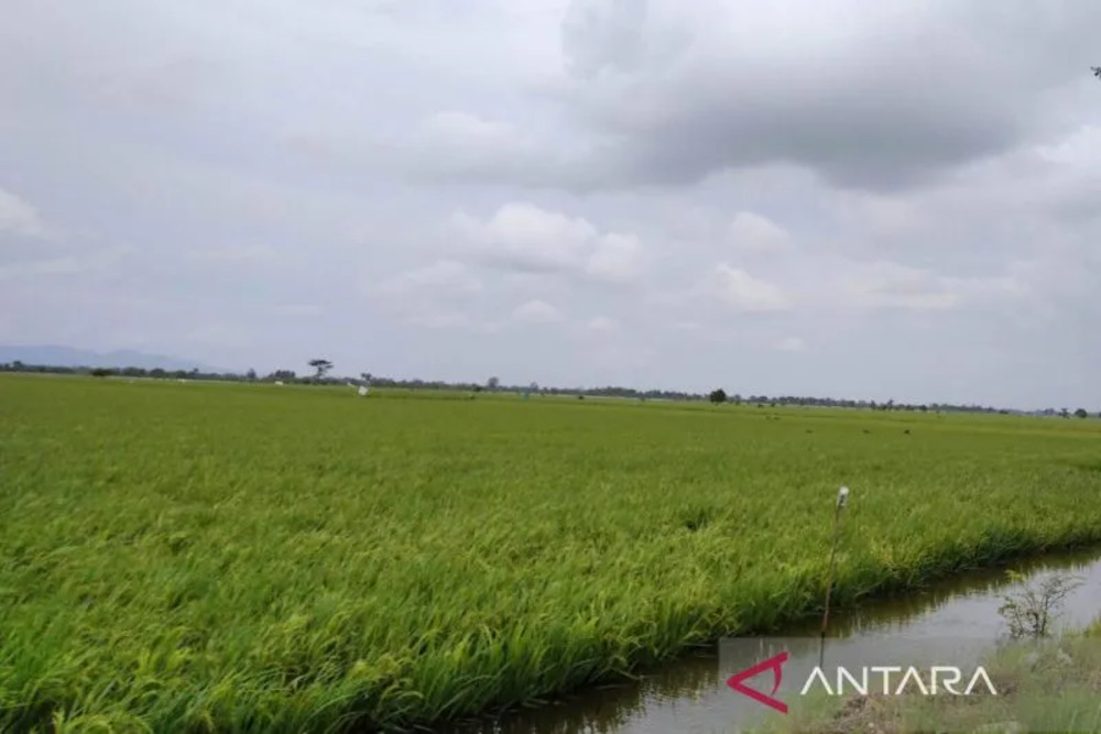  Banjir Kudus Bikin Pertanaman Padi 3.489 Hektare Puso
