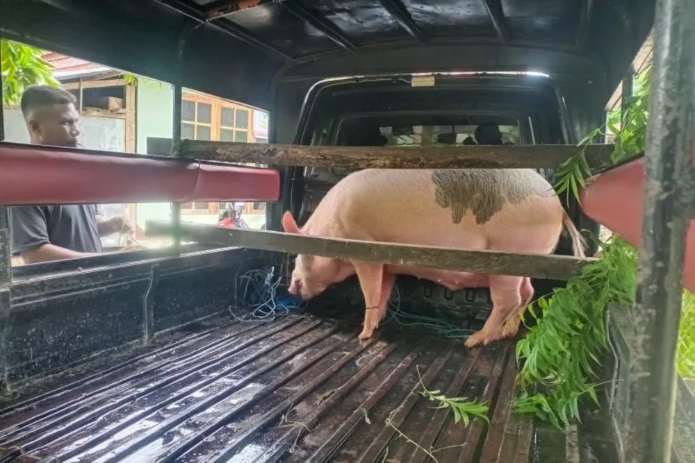 Seekor babi dimuat di salah satu kendaraan di pulau Adonara, Flores Timur, NTT, Selasa (24/1/2023)./Antara-Kornelis Kaha