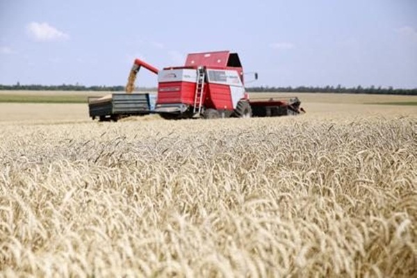 Ladang gandum. Harga Gandum Termurah Sejak Akhir 2021, Sentimen untuk Grup Salim?