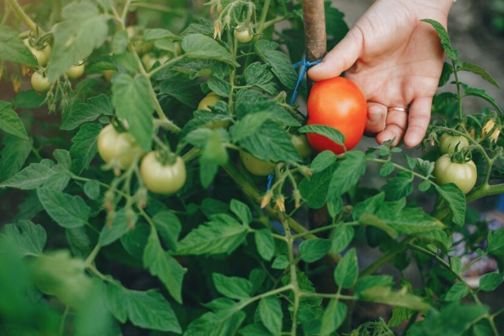 Viral Petani Buang Tomat ke Jurang Imbas Harga Anjlok, Ini Respons Kementan