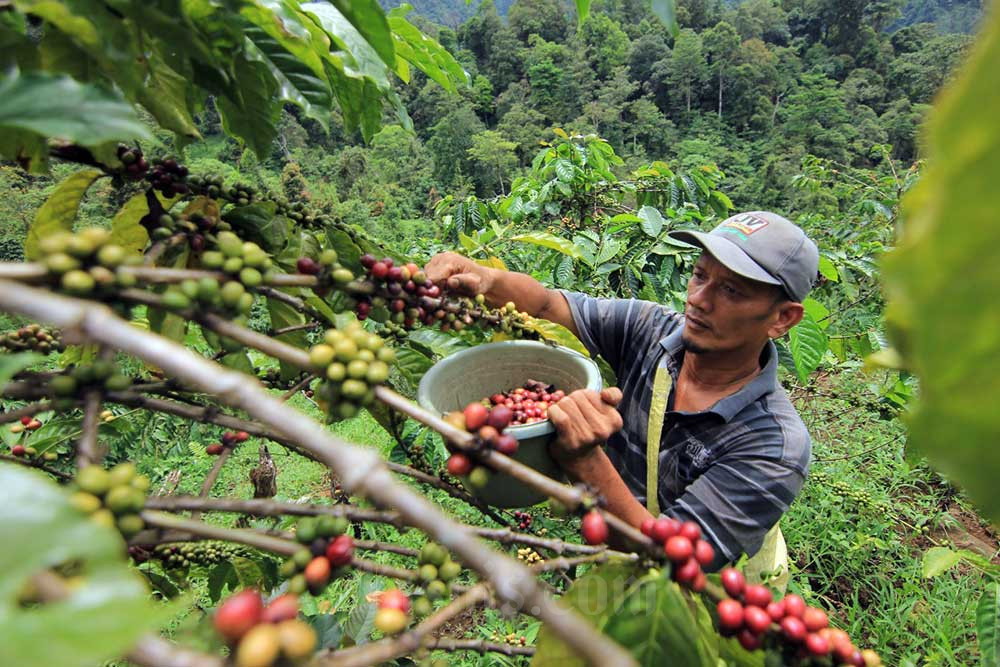  Pemanfataan Hutan Lindung di Sumbar Untuk Kebun Kopi