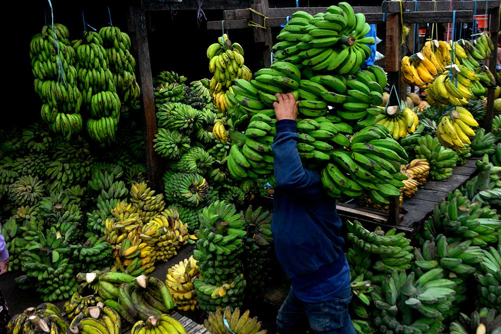  Pemerintah Telah Mengembangkan 71 Kawasan Hortikultura Buah Pisang