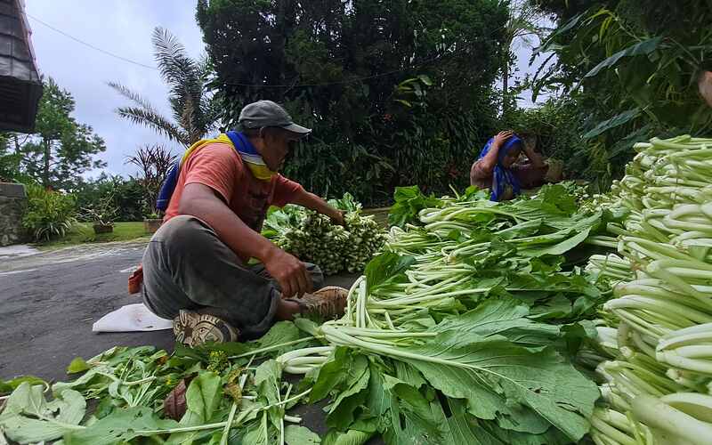  Petani di Bandungan Keluhkan Harga Jual Komoditas Hortikultura