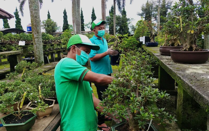 Pekerja tengah merawat tanaman di kebun bonsai milik Exotic Bonsai Indonesia (EBI). Perusahaan itu mengantongi sertifikat fitosanitari untuk 1.104 tanaman yang bakal diekspor ke Belanda./Istimewa-Balai Karantina Pertanian Semarang