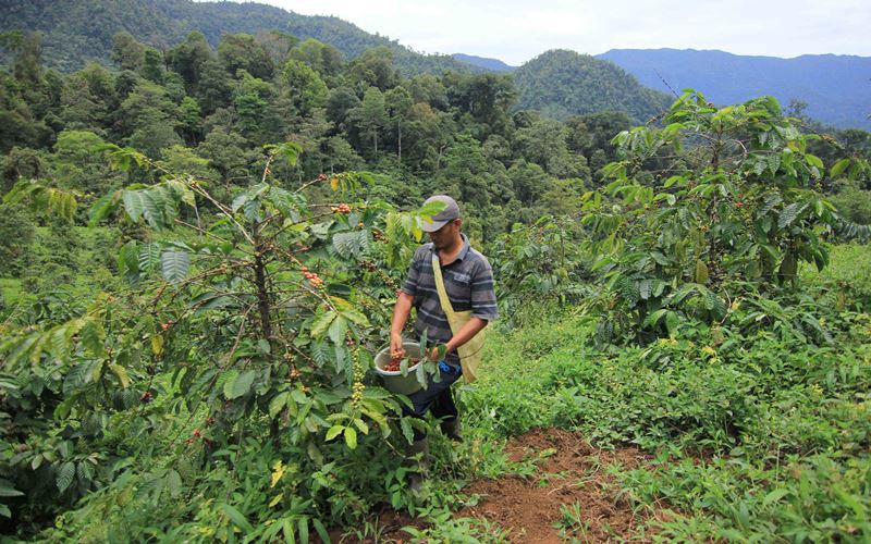  Berkebun Kopi Robusta di Kawasan Hutan Lindung Kota Padang