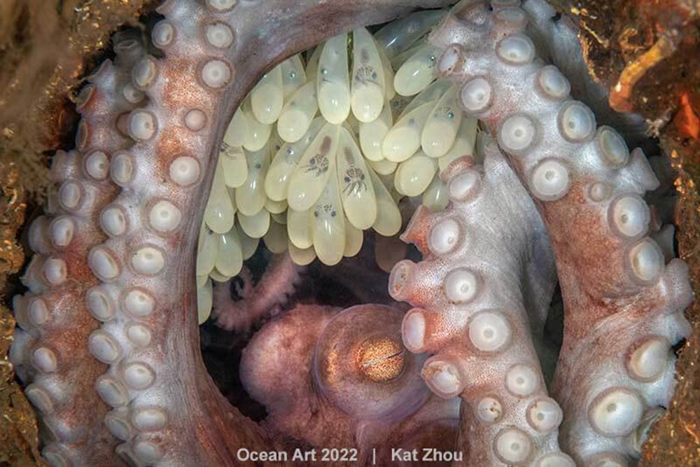 Octopus mother/uwphotographyguide