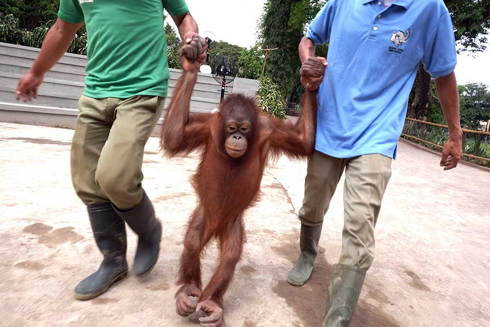  Solo Safari Resmi Dibuka, Pengunjung Bisa Berinteraksi Lebih Dekat Dengan Satwa