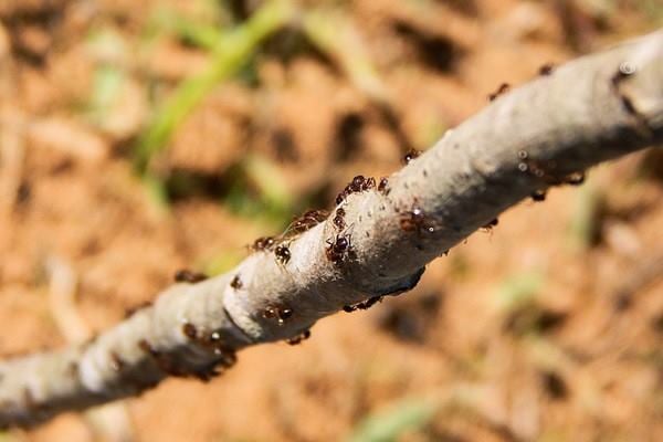 Semut bisa deteksi kanker lewat urine/pixabay