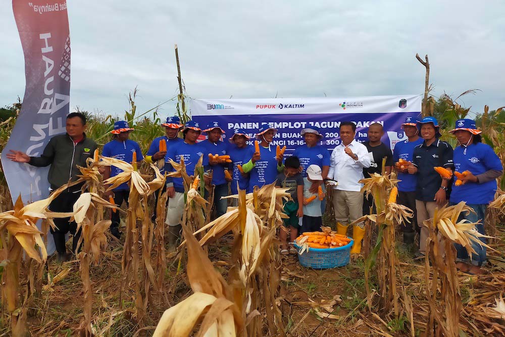  Gelar Demplot, Pupuk Kaltim Tingkatkan Produktivitas Jagung Pipil Nunukan