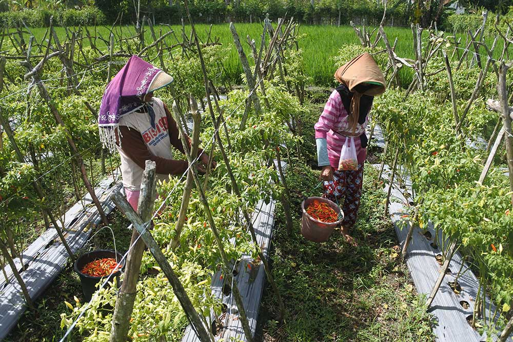  Harga Cabai Rawit di Tingkat Petani Alami Kenaikan