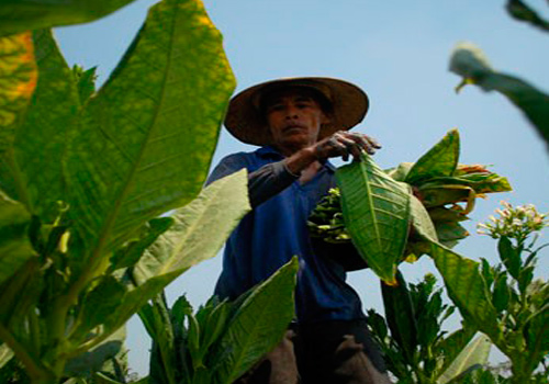 Petani memanen daun tembakau. Pemerintah tengah menyiapkan sejumlah kawasan industri untuk tembakau di Jawa Timur.