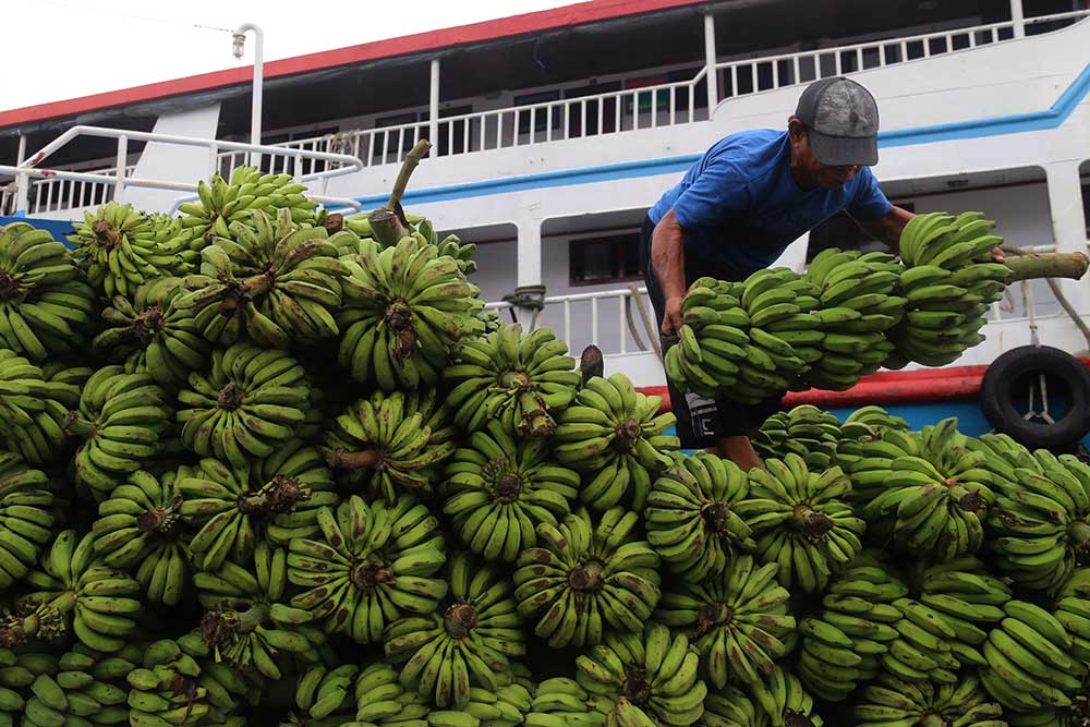  Kementan Telah Mengembangkan 71 Kawasan Hortikultura Buah Pisang Seluas 1.300 Hektare