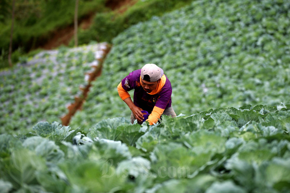  Jelang Ramadan, Sentra Produksi Komoditas Hortikultura Tingkatkan Produksinya