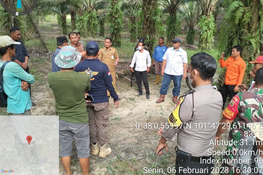 PTPN V Sigap Lindungi Karyawan dan Masyarakat Usai Kemunculan Harimau Sumatra