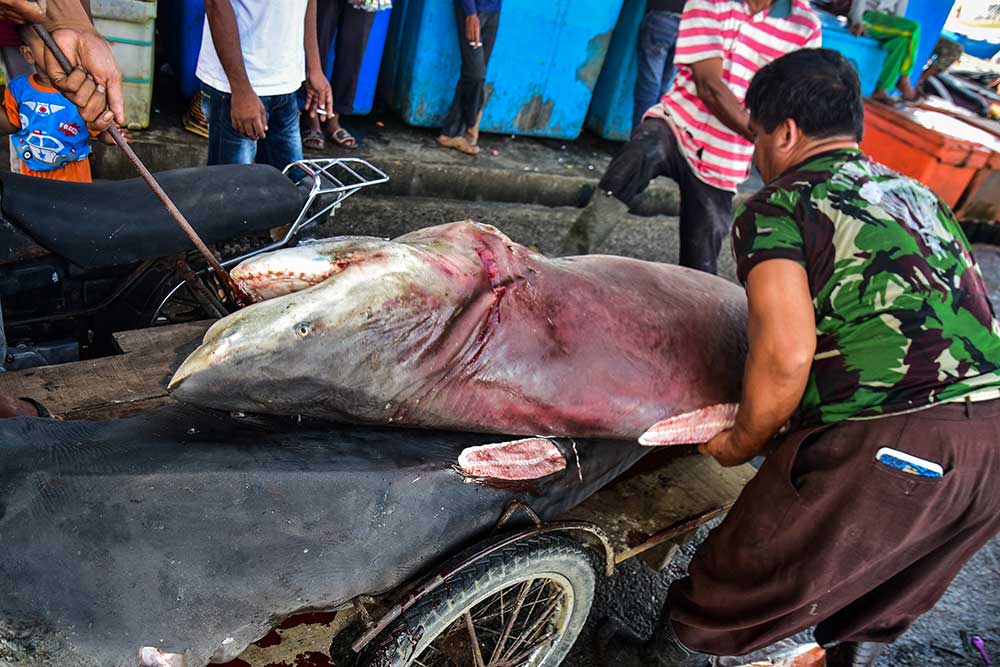  Terancam Punah, KKP Keluarkan Aturan Ketat Untuk Perdagangan Ikan Hiu dan Pari