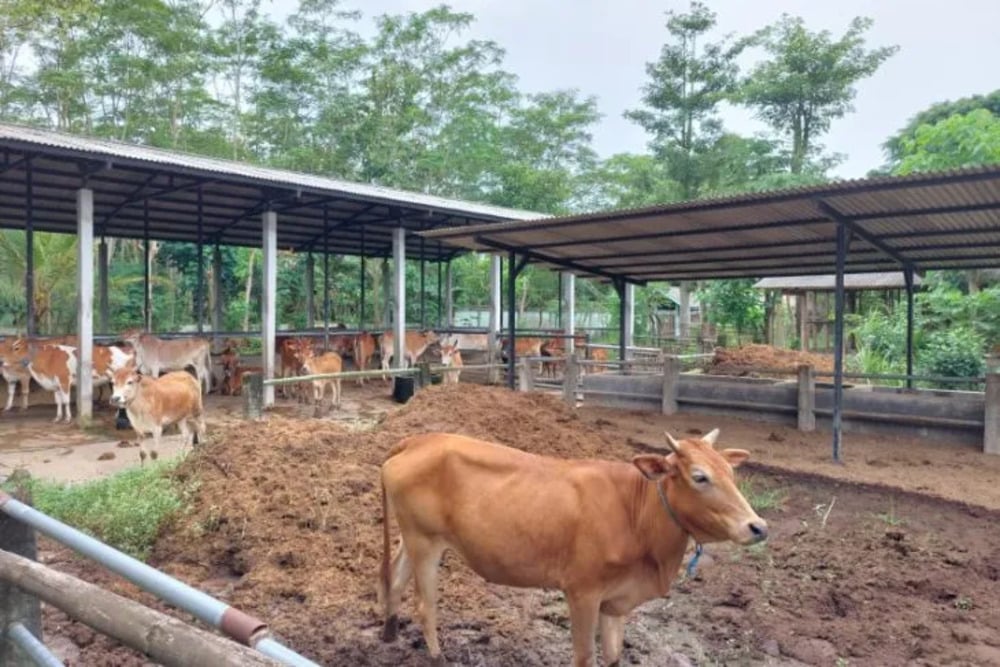 Arsip. Ternak sapi di sentra penggemukan sapi di salah satu UPT peternakan milik Dinas Peternakan Trenggalek./Antara-Humas Pemkab Trenggalek.